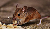 24 Hour & Emergency Exterminators in Flagtown, NJ